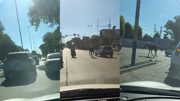 El movimiento del caballo fue registrado por una conductora.