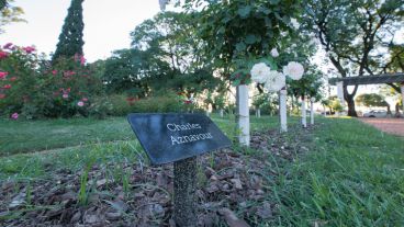 El Rosedal cuenta con 37 especies de rosas visiblemente clasificadas.