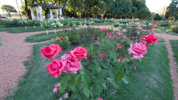 Más de 7 mil ejemplares conforman el histórico Rosedal del Parque Independencia.