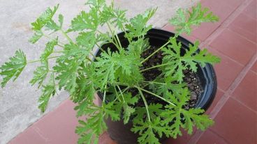 Pelargonium Citrosum