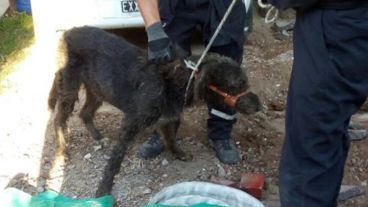 El rescate se concretó el domingo pasado a la tarde.