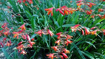 La planta es una especie del género Crocosmia.