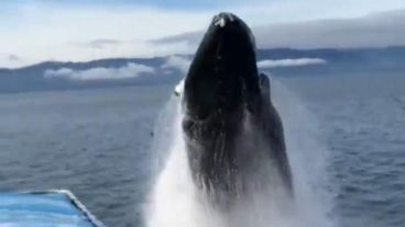 El momento exacto en que la ballena sale del mar.