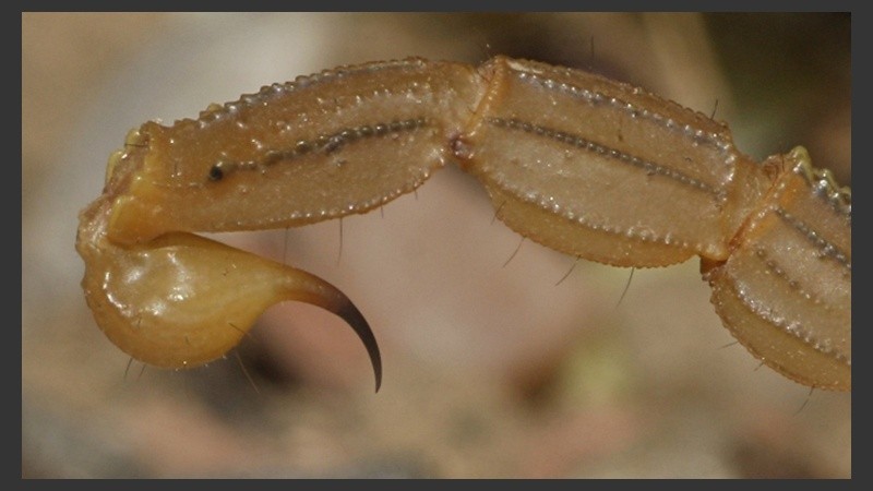 Las especies venenosas representan más del 15% de la biodiversidad de la Tierra.