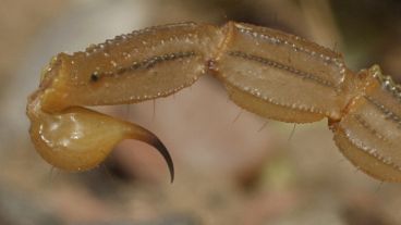 Las especies venenosas representan más del 15% de la biodiversidad de la Tierra.