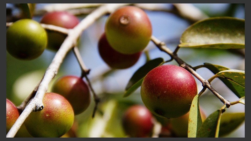 Los frutos del camu-camu están presente en regiones de Perú, Brasil y Colombia.