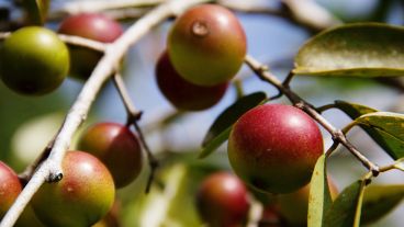 Los frutos del camu-camu están presente en regiones de Perú, Brasil y Colombia.