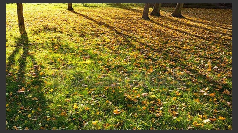 El sol dibuja sobre el pasto. 