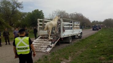 Los animales deambulaban libremente a la vera de la ruta.