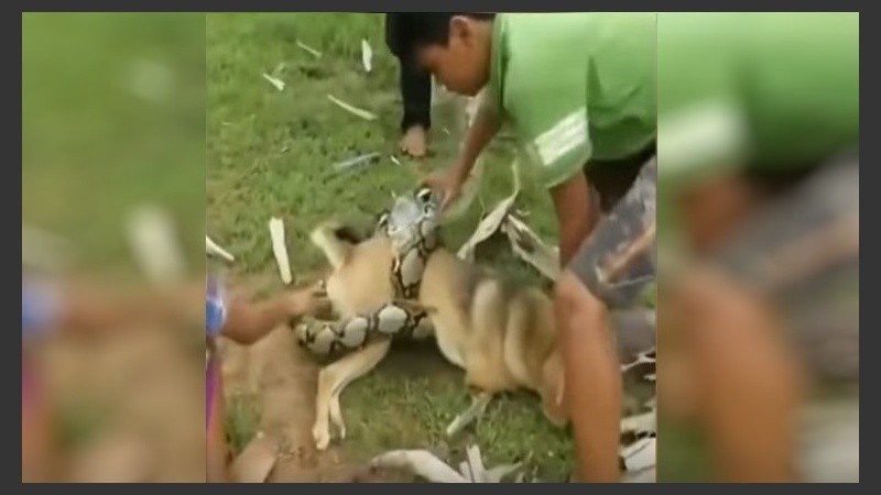 Con ramas y sus propias manos trataron de liberar al animal.