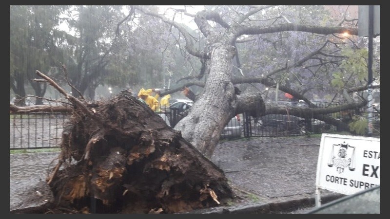 El jacarandá caído sobre la vereda y parte del estacionamiento de la Plaza del Foro. 