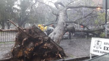 El jacarandá caído sobre la vereda y parte del estacionamiento de la Plaza del Foro.