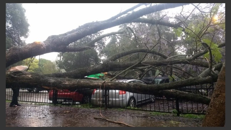 El jacarandá caído sobre la vereda y parte del estacionamiento de la Plaza del Foro. 