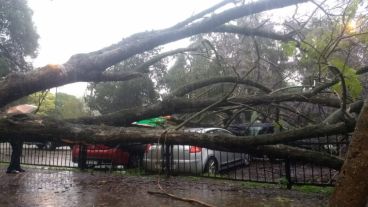 El jacarandá caído sobre la vereda y parte del estacionamiento de la Plaza del Foro.