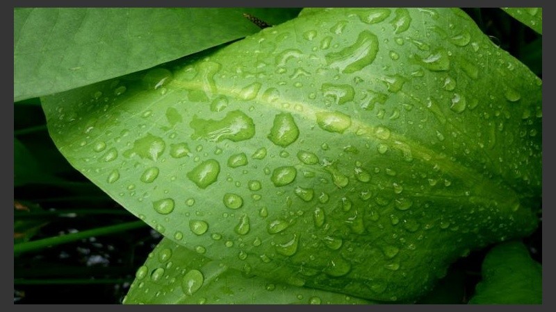 Hojas verdes mojadas por la lluvia. 