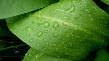 Hojas verdes mojadas por la lluvia.