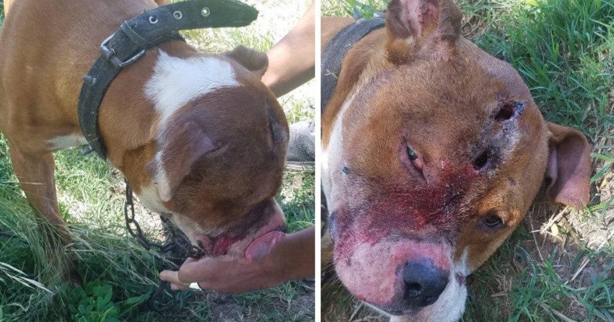 Rescataron a un pitbull atado con cadenas y con dos puntadas en la