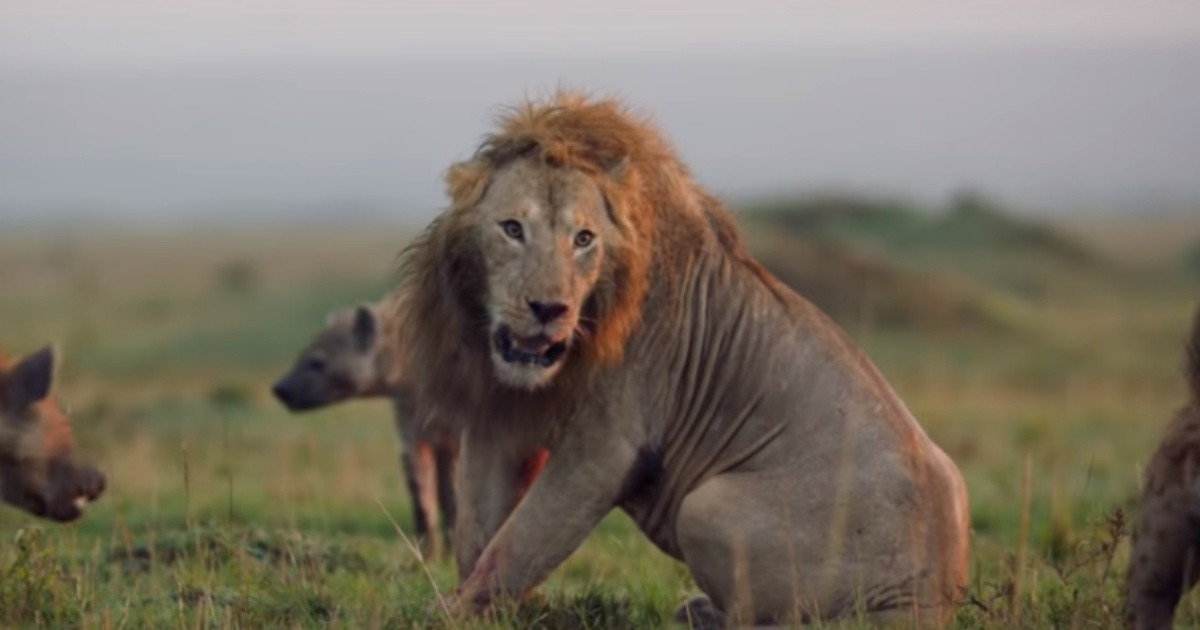 Video: feroz pelea entre un león y una manada de hienas que lo ataca |  Rosario3