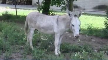 El burro Alberto volvió al predio de Cachamai.