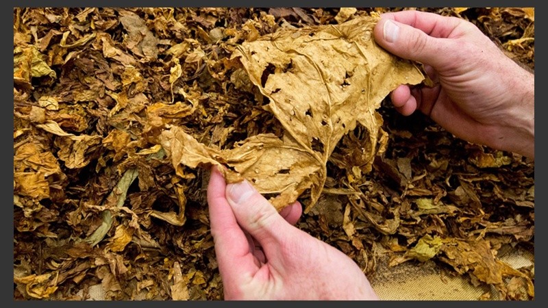 El cultivo de tabaco también conduce a la deforestación.