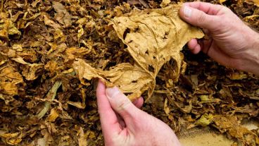 El cultivo de tabaco también conduce a la deforestación.