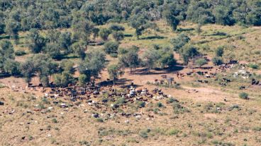 El avance descontrolado de la soja y la ganadería en desmedro del medio ambiente.