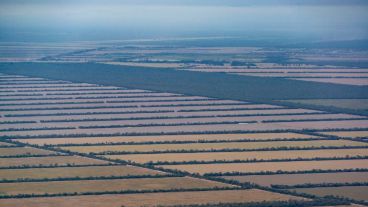 El avance descontrolado de la soja y la ganadería en desmedro del medio ambiente.