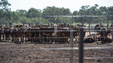 El avance descontrolado de la soja y la ganadería en desmedro del medio ambiente.