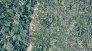 El avance descontrolado de la soja y la ganadería en desmedro del medio ambiente.