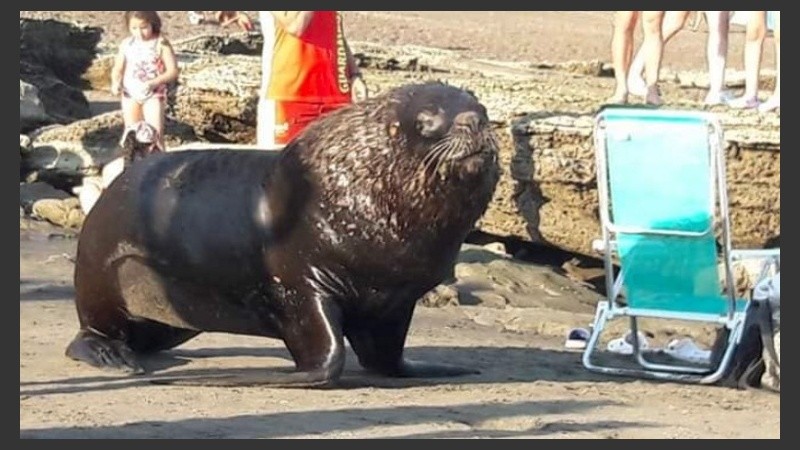 Lobo está. Y los turistas miran con asombro.