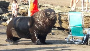 Lobo está. Y los turistas miran con asombro.