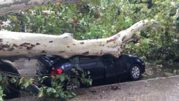 El Gol Trend azul fue aplastado por el árbol caído.