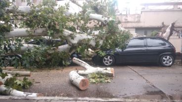 El Gol Trend azul fue aplastado por el árbol caído.