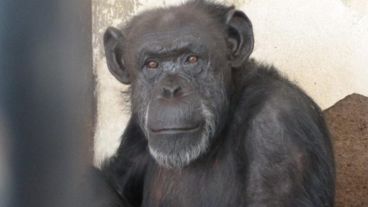 La chimpancé Cecilia fue enviada a un santuario de Brasil en el año 2017.