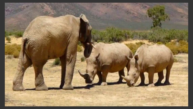 Un elefante salvó a los rinocerontes.