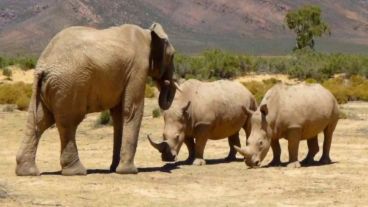 Un elefante salvó a los rinocerontes.