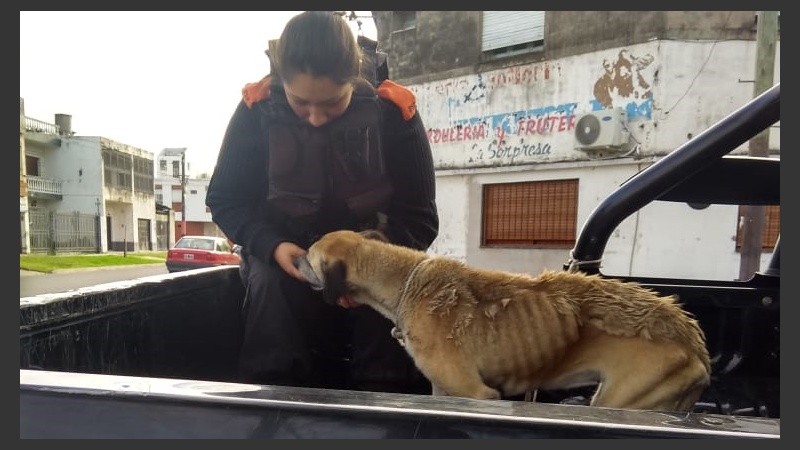 El perro fue trasladado a una clínica veterinaria.