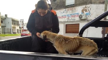 El perro fue trasladado a una clínica veterinaria.