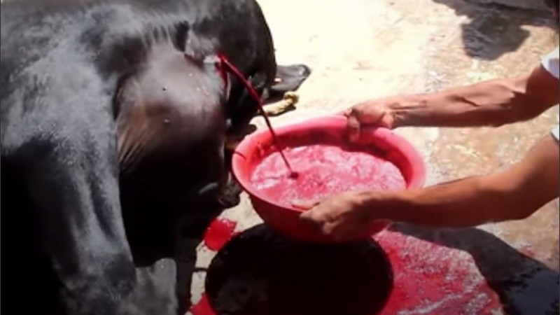 El toro es desangrado por los habitantes del lugar. 