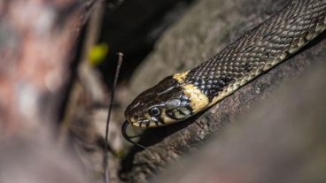 El animal se trataba de una culebra ratonera