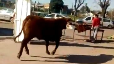 El toro vio ropa roja y encaró.