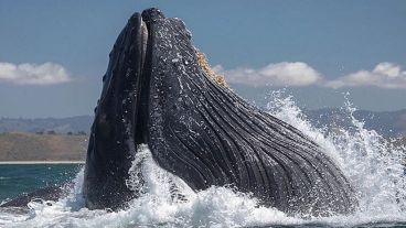 Un primer plano de la cabeza de una ballena jorobada.