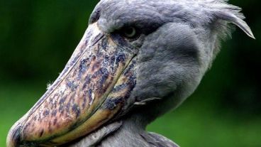 El picozapato figura ente las especies en peligro de extinción.