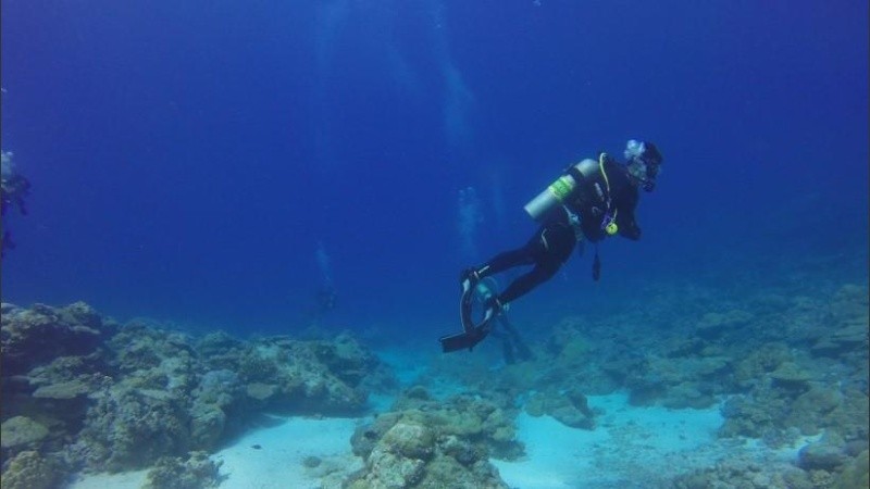 Los tiburones gatos se alimentan de invertebrados y peces pequeños.