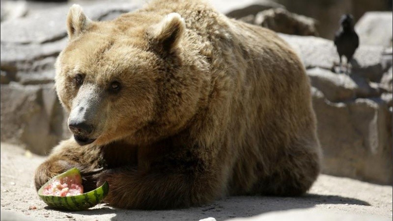 El animal estuvo cerca de una hora sacando comida de la heladera.