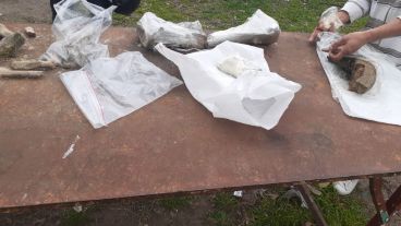 Los restos fósiles fueron encontrados en la barranca del arroyo Saladillo.