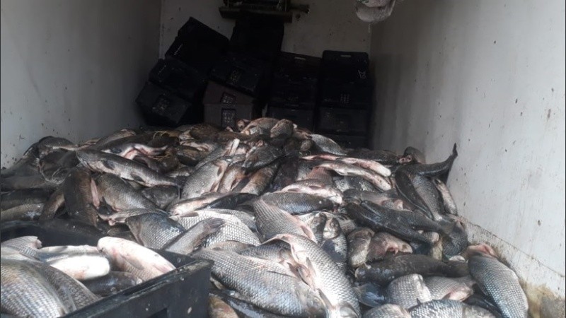 Unos 1400 kilos de pescado transportado sin condiciones de sanidad. 