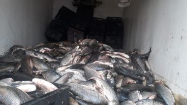 Unos 1400 kilos de pescado transportado sin condiciones de sanidad.