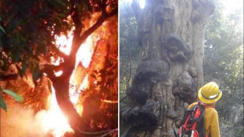 El árbol fue seriamente afectado en un 80 por ciento por las llamas.