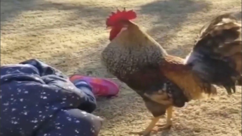 El gallo picoteó una vena de sus piernas y murió desangrada.